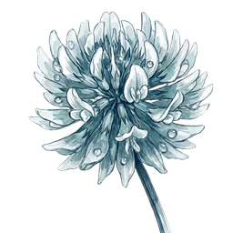 Sloppy: a white clover blossom